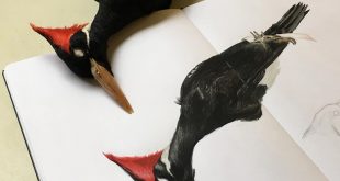 Some progress on this ivory-billed woodpecker spread. I will not be able to