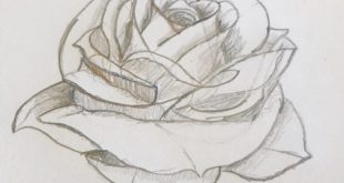 I learn how to draw roses! This is my first one.