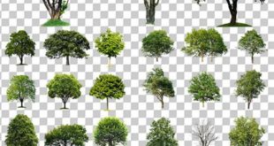 Clipart - Collection of trees on a transparent background