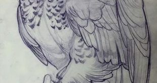 Drawing: owl