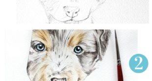 Drawing watercolor of Dog Buddy (Australian Shepherd). Animal Portraits and Illus ...