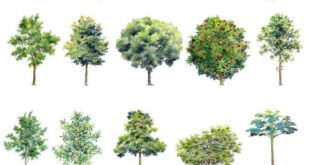 Hand painted PSD tree blocks 2 | Free Cad Blocks & Drawings Download Center