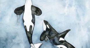 Orca watercolor painting XLARGE - sizes 16 x 20 and above, "Poseidon's touch" Wha ...