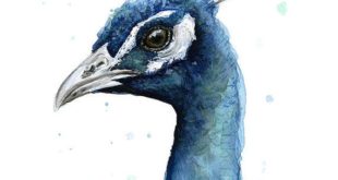 Peacock Watercolor Print, Bird Painting, Animal, Watercolor, Exotic Bird Artwork, Gi ...