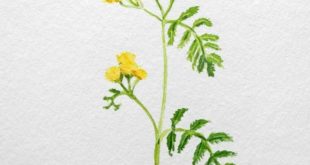 Tanacetum vulgare - Watercolor ~ Watercolor | gift assistants