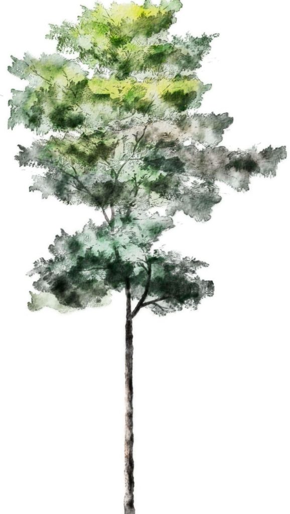 Tree silhouette 6