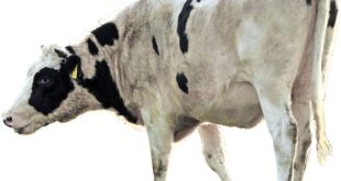 Cow cutout