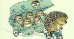 Drawing by Peter Cross ... the hedgehogs are gardeners & # 39; friend because they are ...