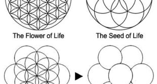 Flower of Life and Seed of Life.png