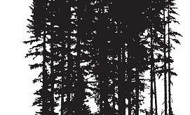 High pine trees