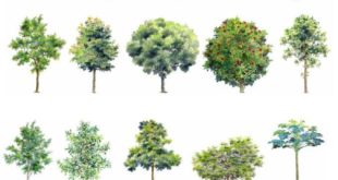 PSD tree blocks painted by hand 2 | Center for downloading blocks and CAD drawings for free