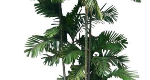 Photos of tropical plants: palm