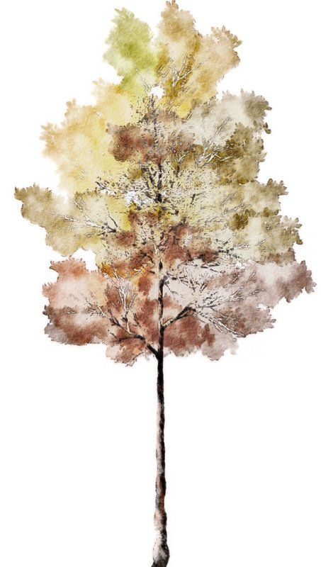 Watercolor-Trees_015.jpg (453 × 800)