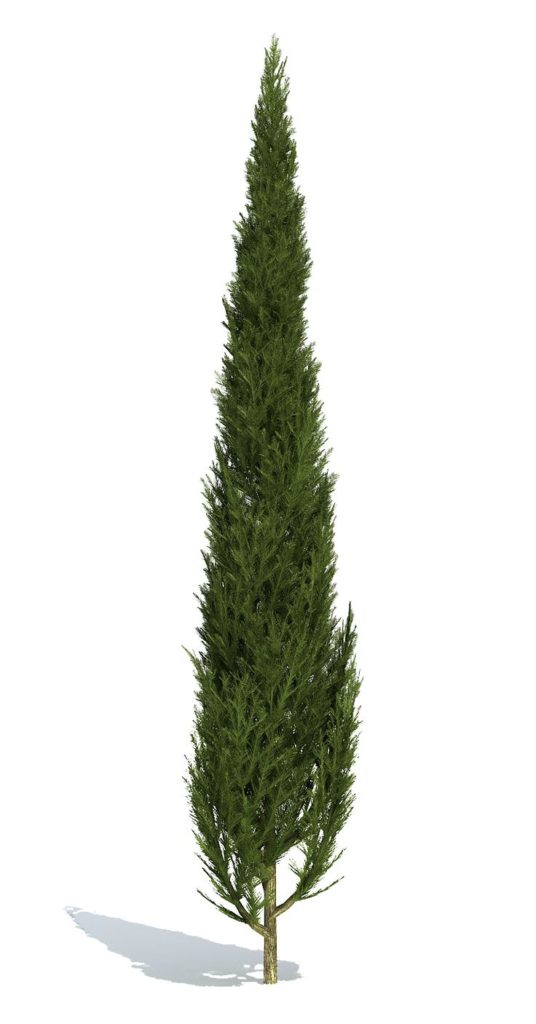 bush trim plant
