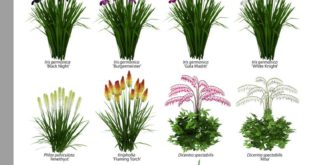 Which of these beautiful flowers do you like to plant in your garden? #flow ...