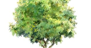 watercolor trees