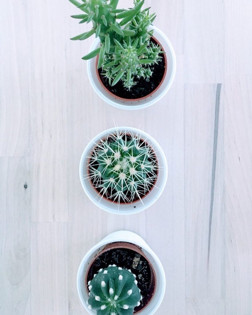 Cacti were my first and forever loved ones