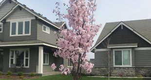 Cherry Blossoms at The Trails gives our community a unique touch