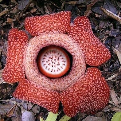 The biggest flower in the world
,