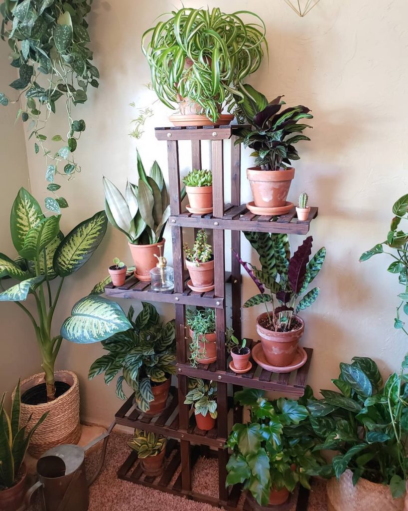 Fortunately, there are still many plants that like to keep me company