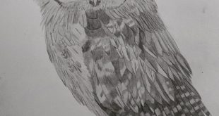 My tawny owl