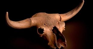 Genuine bison skull low poly 3D model
High resolution. lower po