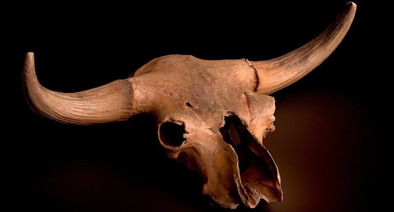Genuine bison skull low poly 3D model
High resolution. lower po