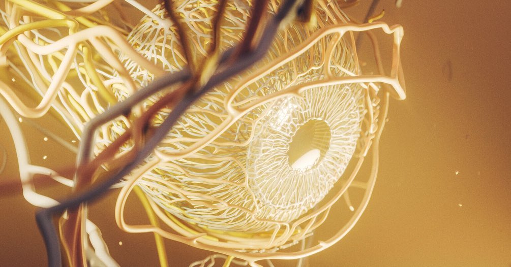 Vessels and nerves of the human eye